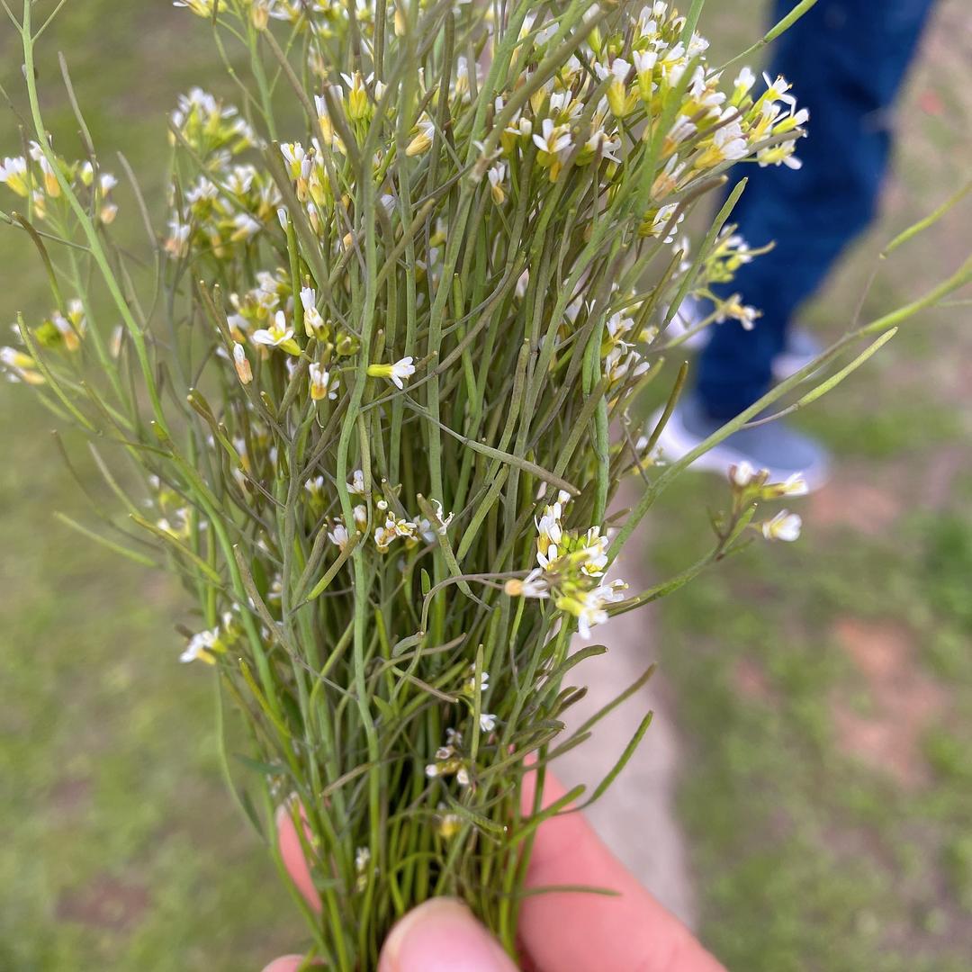繁花似锦。