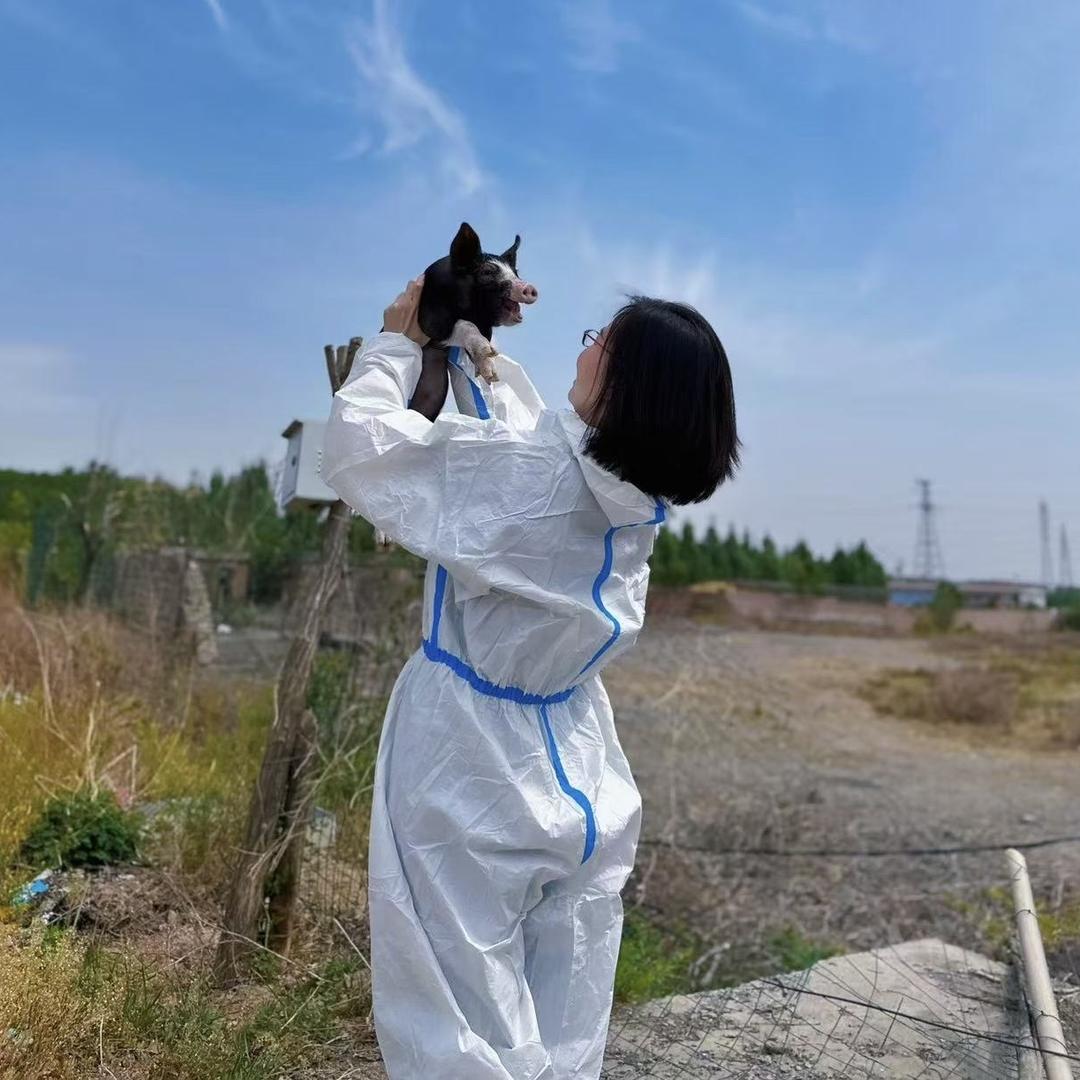 乐品八戒散养黑猪『黑猪校长』