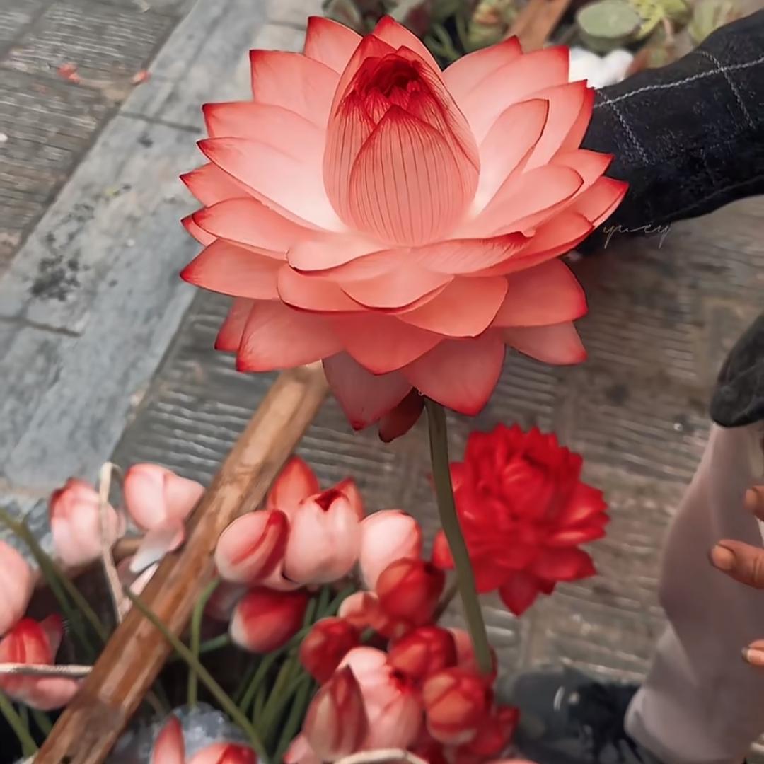 归去来兮，不如归去