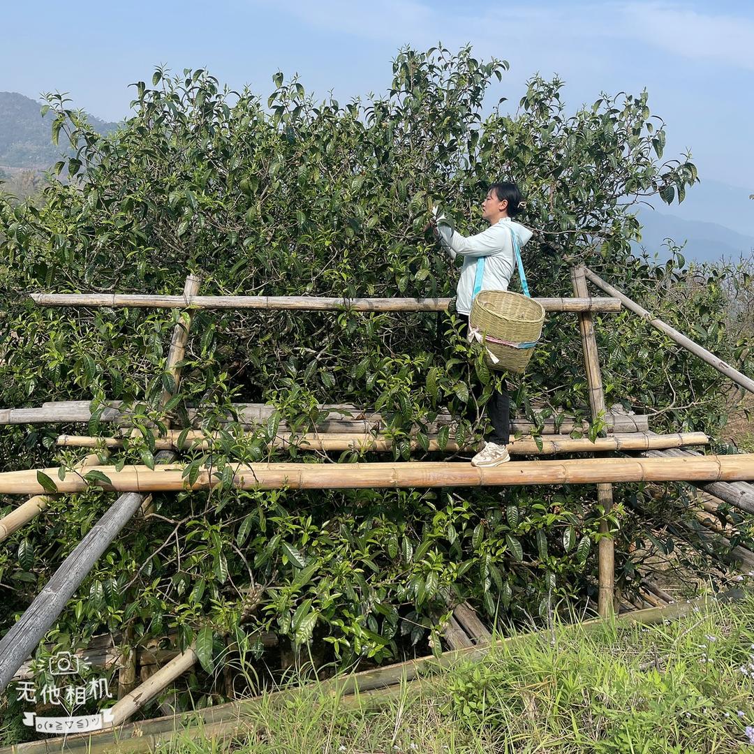 山头人家古树普洱茶