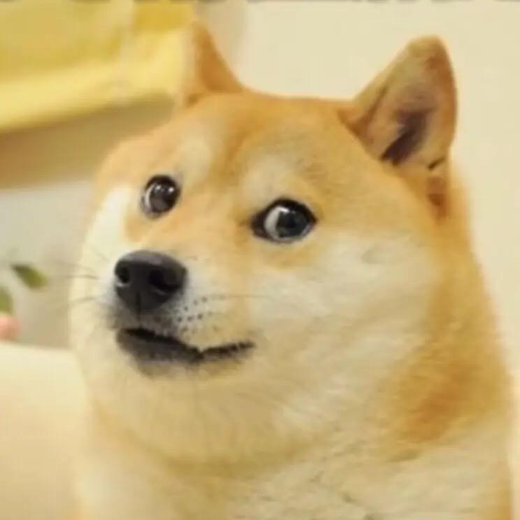 荷蓝猪               🐗