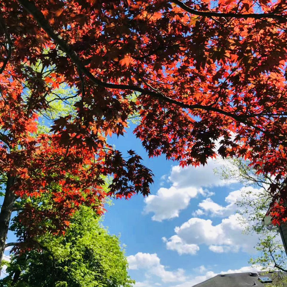 🌸惠惠🌸
