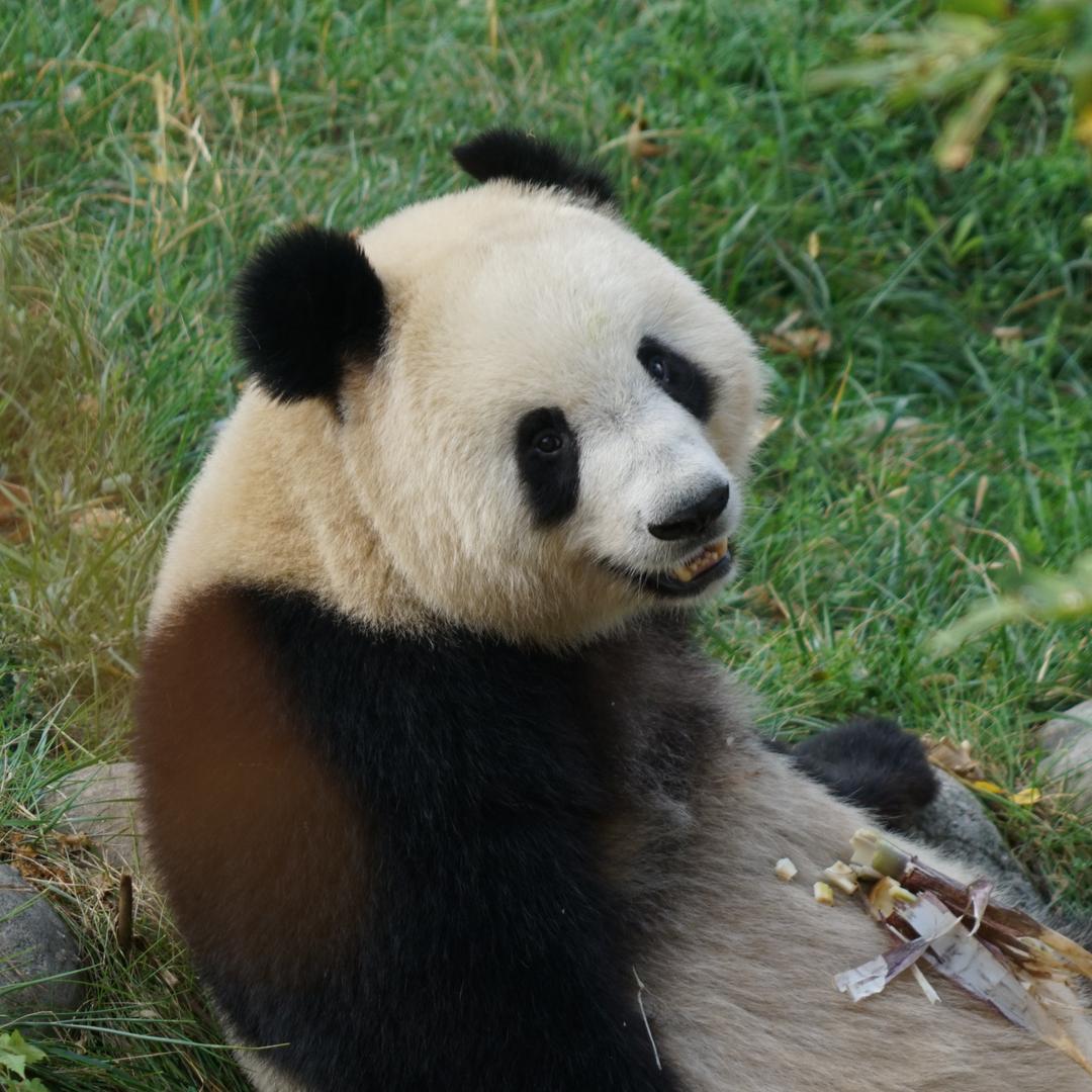 小狐狸