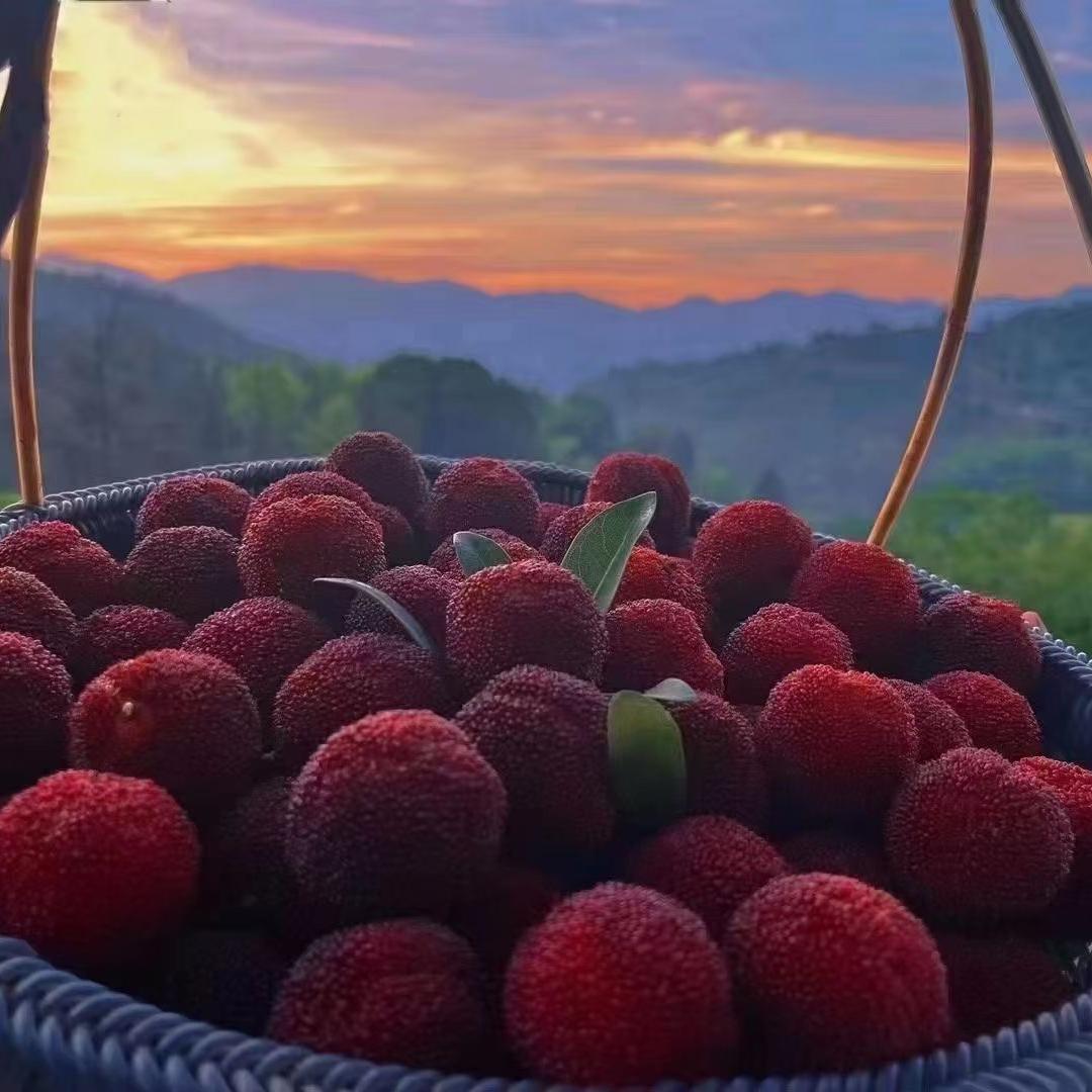 千植林农产(东魁杨梅版)