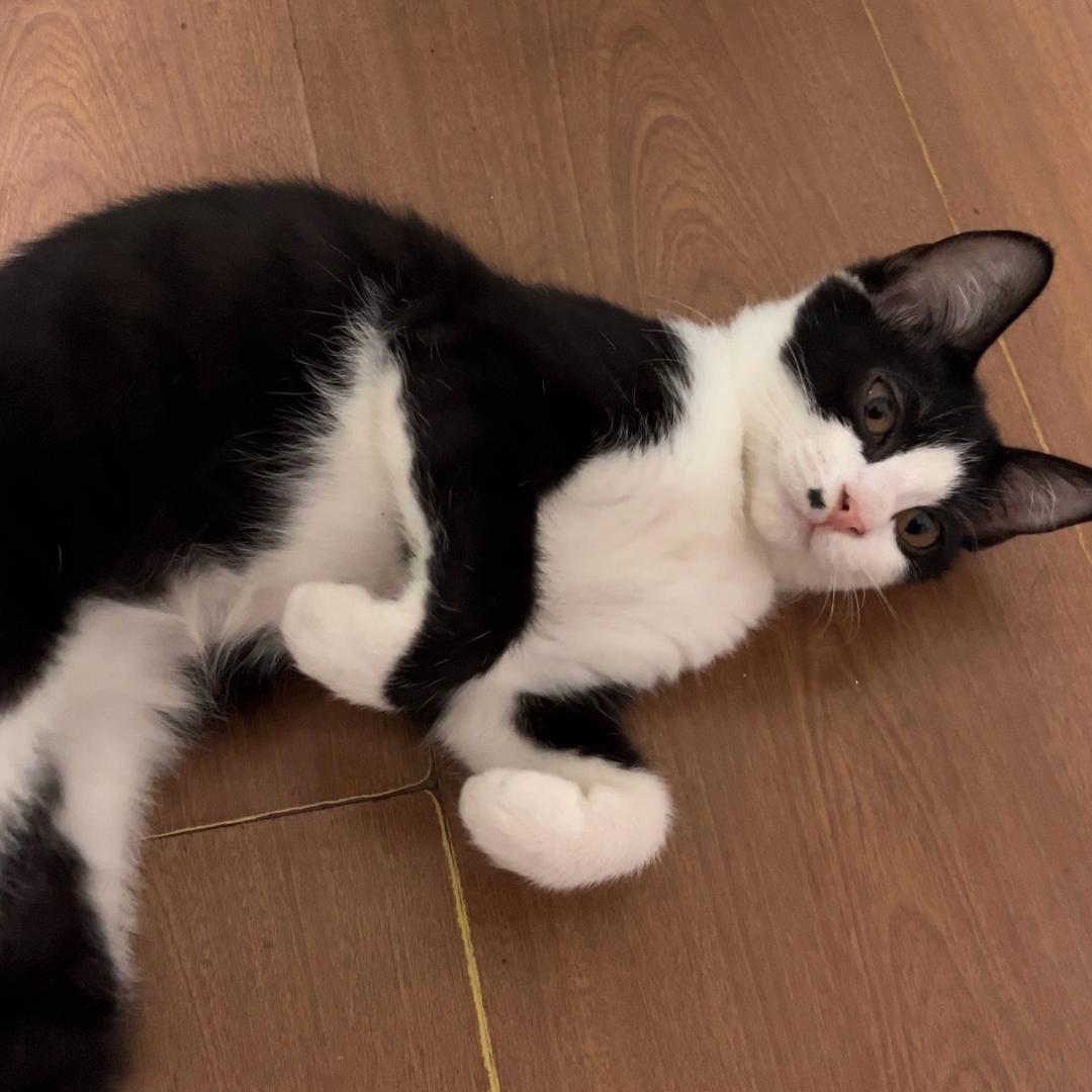 小漂亮喵(实用版）