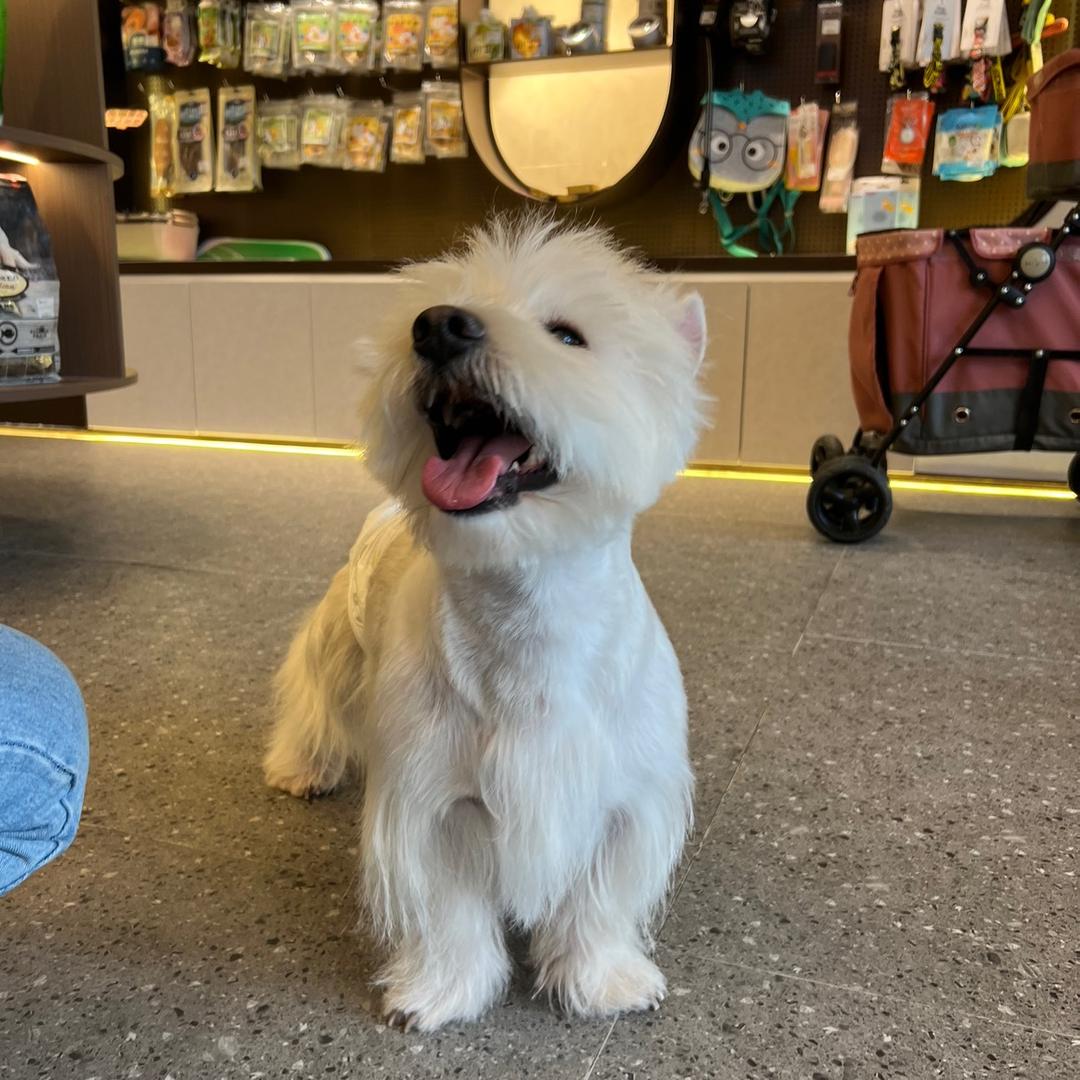 ☺︎ 𝕃𝕚𝕟 🍓（西高地）