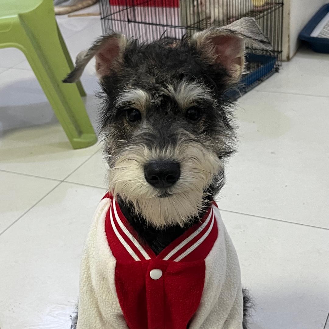 炸弹💣（潦草雪纳瑞）