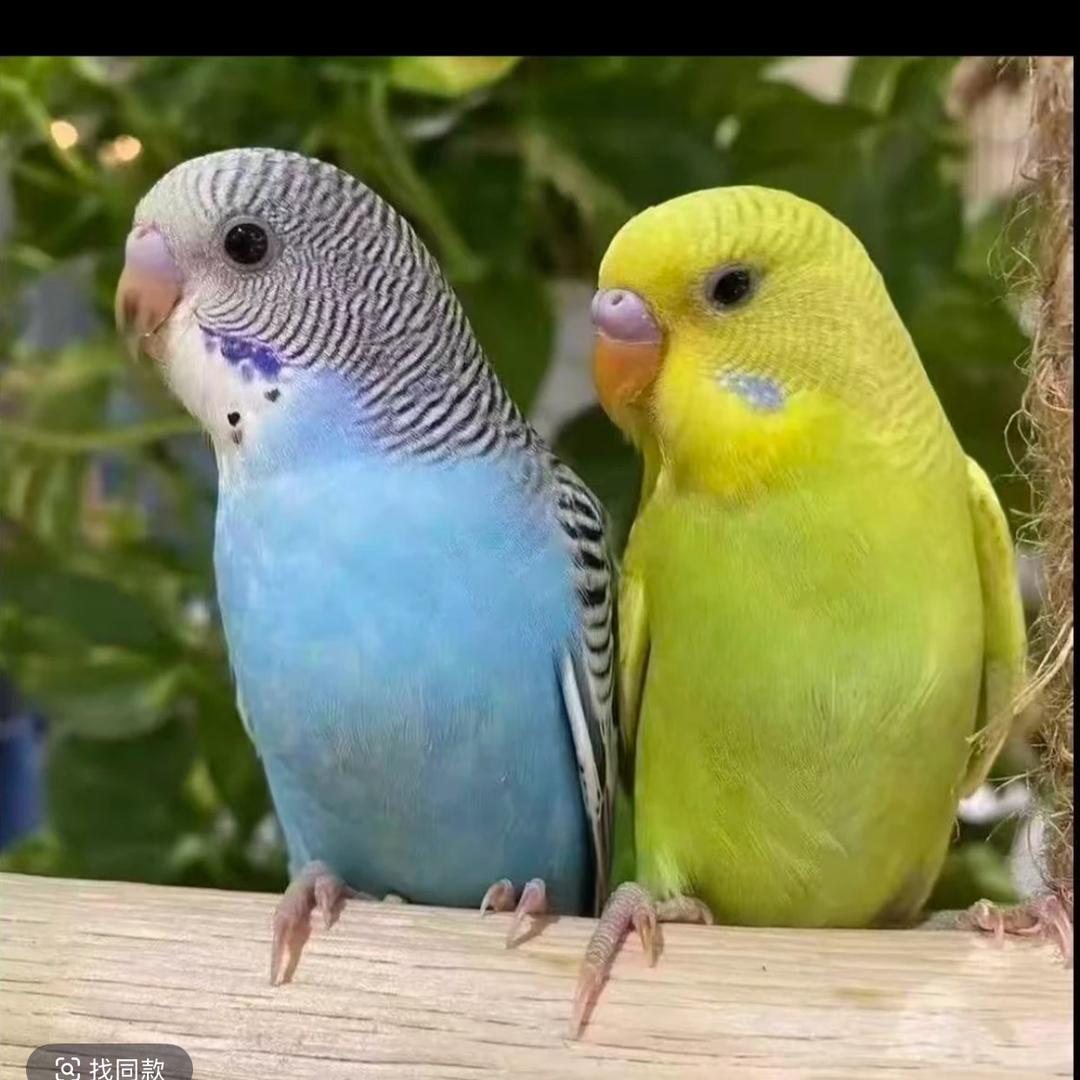 柚宠柚爱宠物店