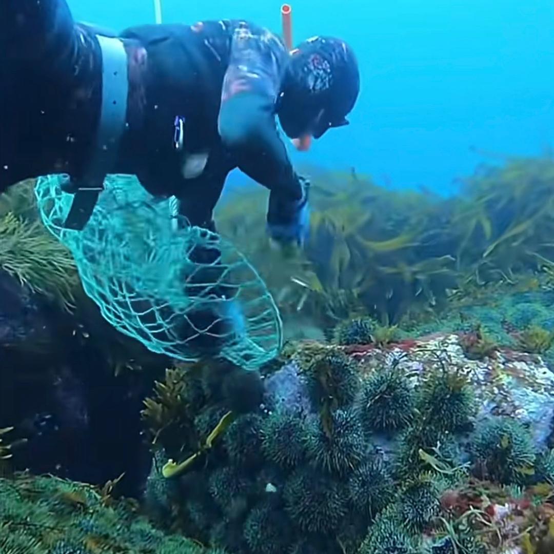 开屏广告〈开金币〉