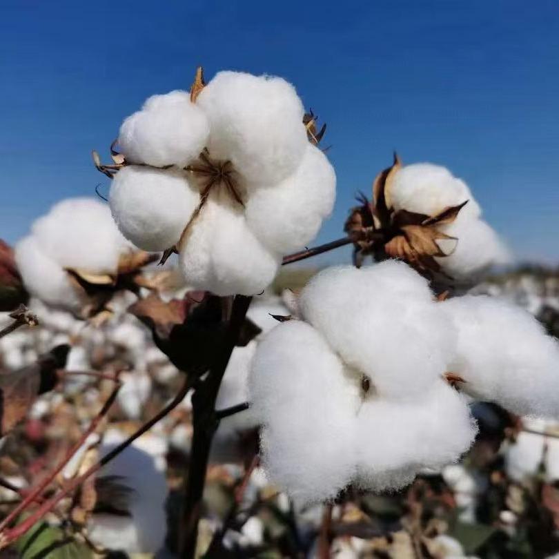 阿卜杜拉的爸爸