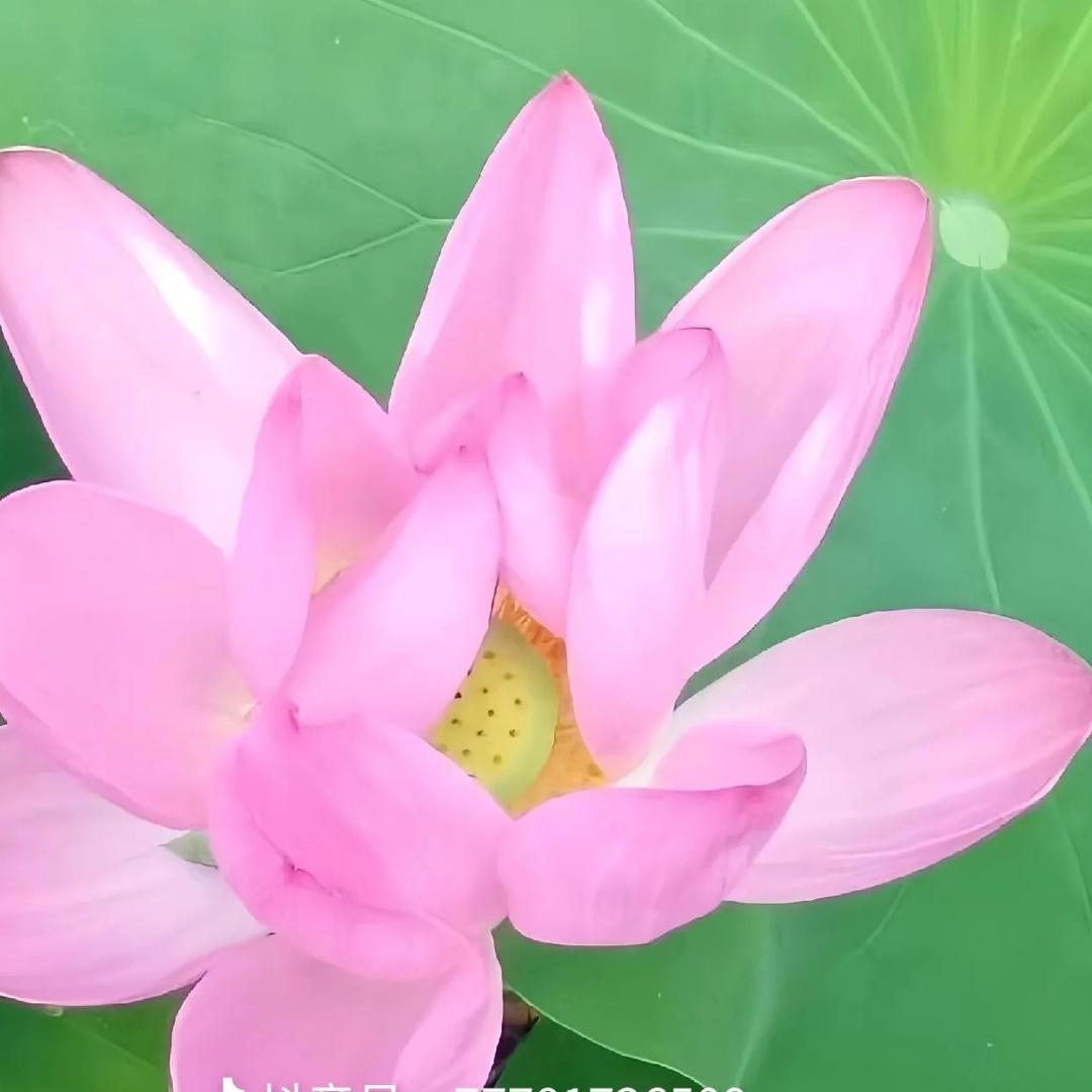 玉珠纺织品经营部