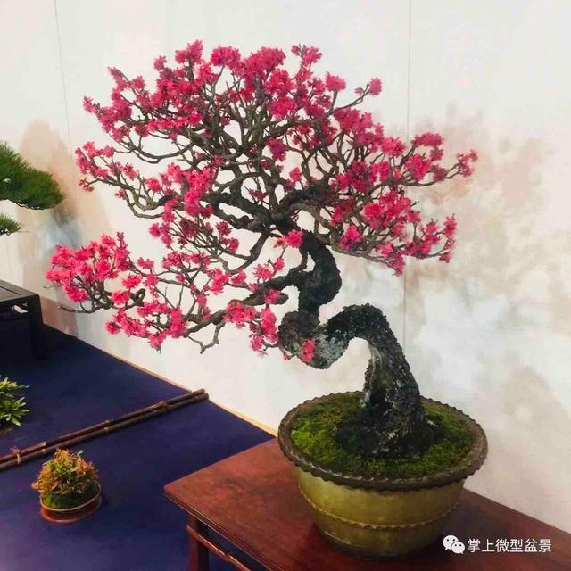 米辉花卉园艺