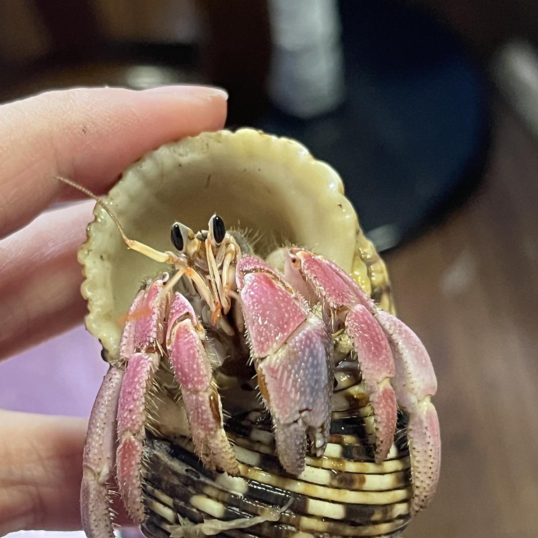 阿清寄居蟹超市