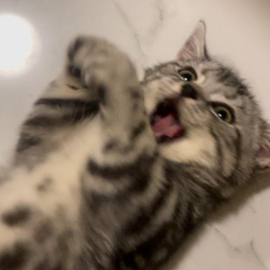SUGAR