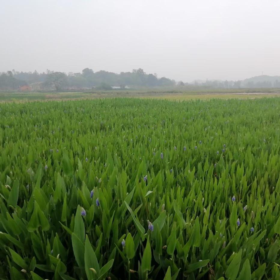 广东水生植物滨海植物基地