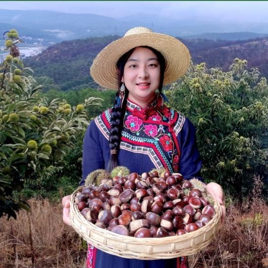 云南板栗西施