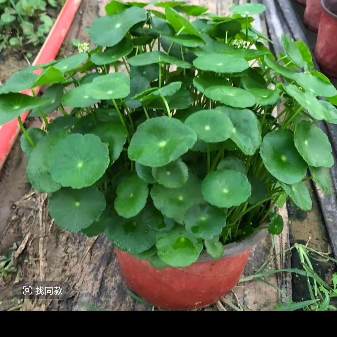 小农民的种植园