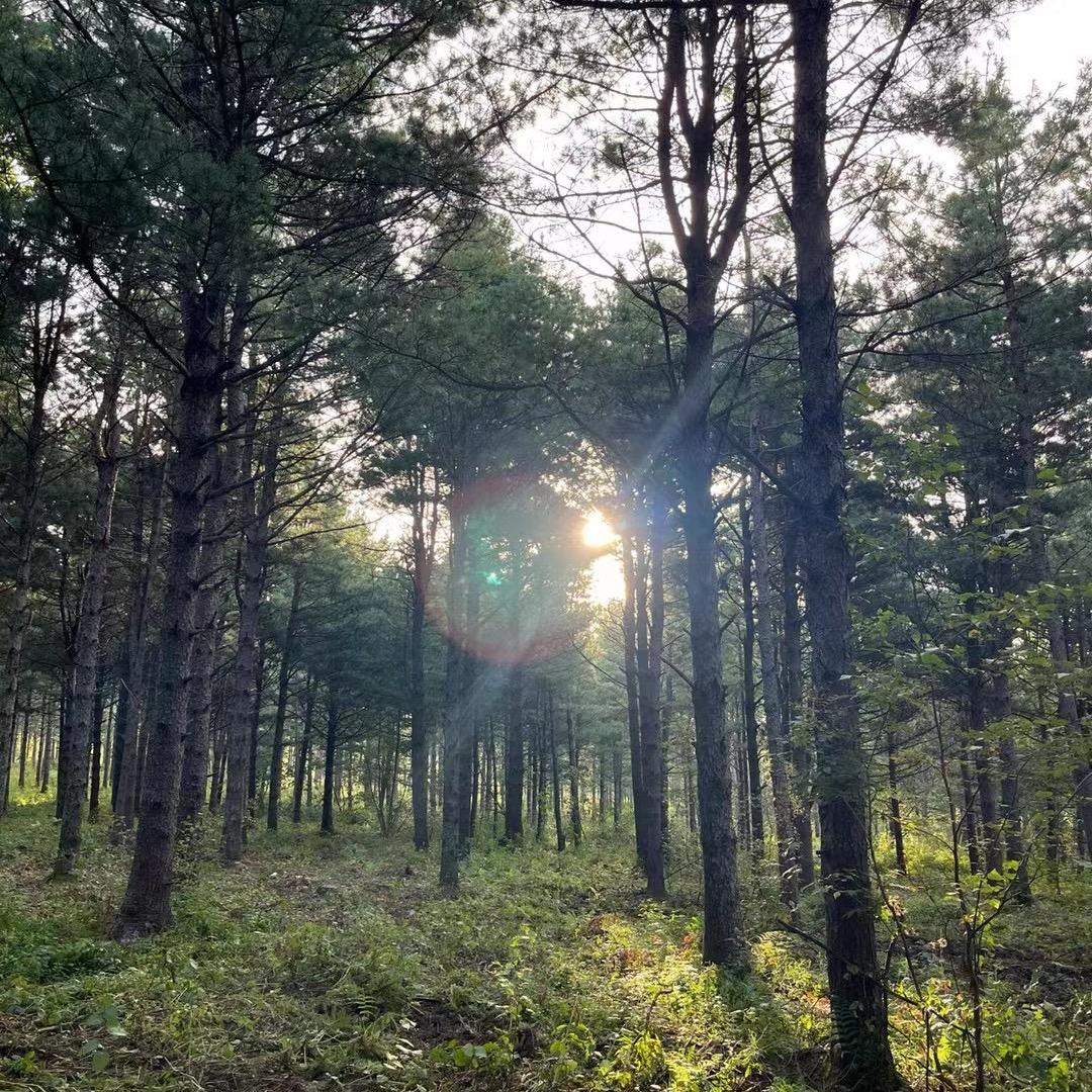 梅梅的林区生活