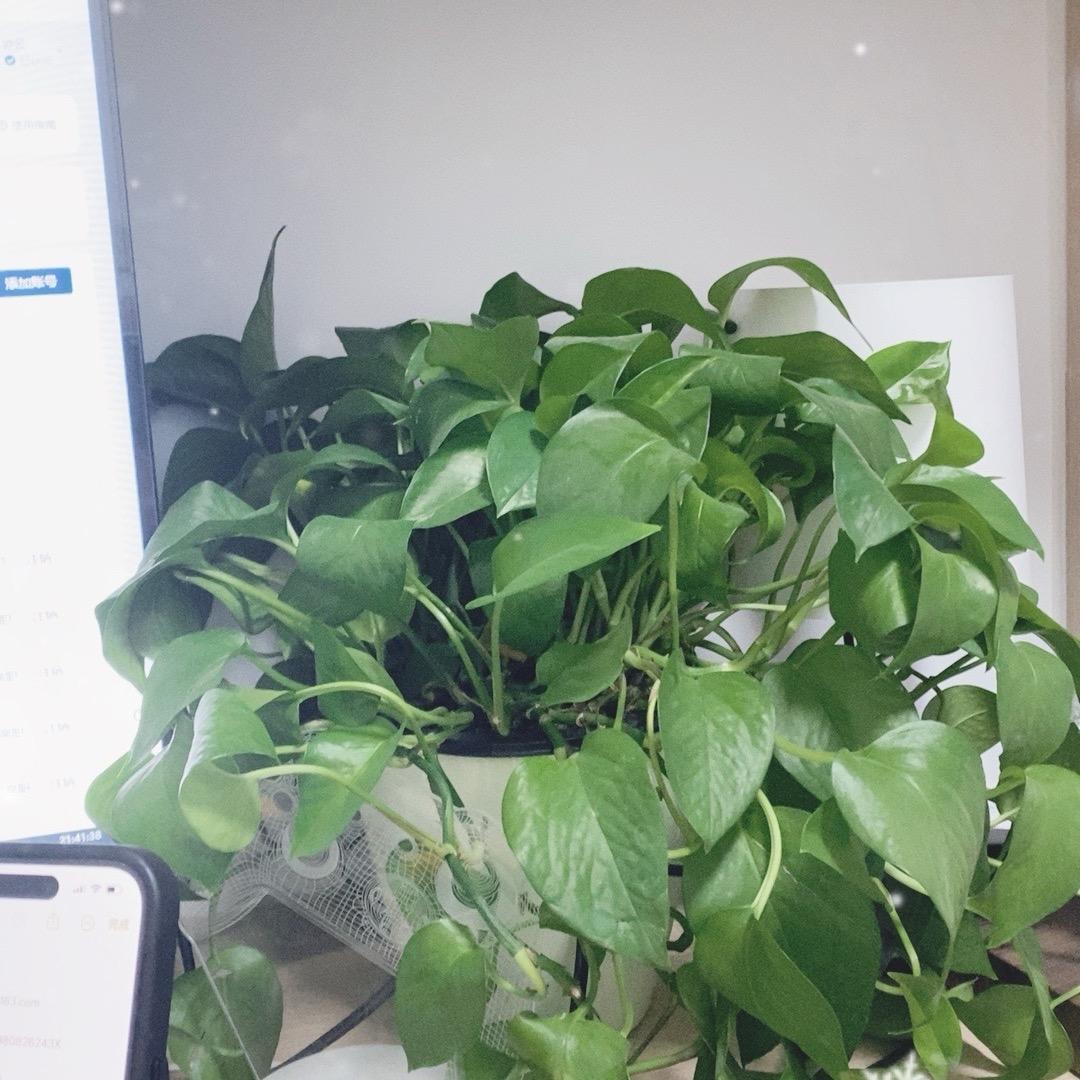 阿鱼不造梦