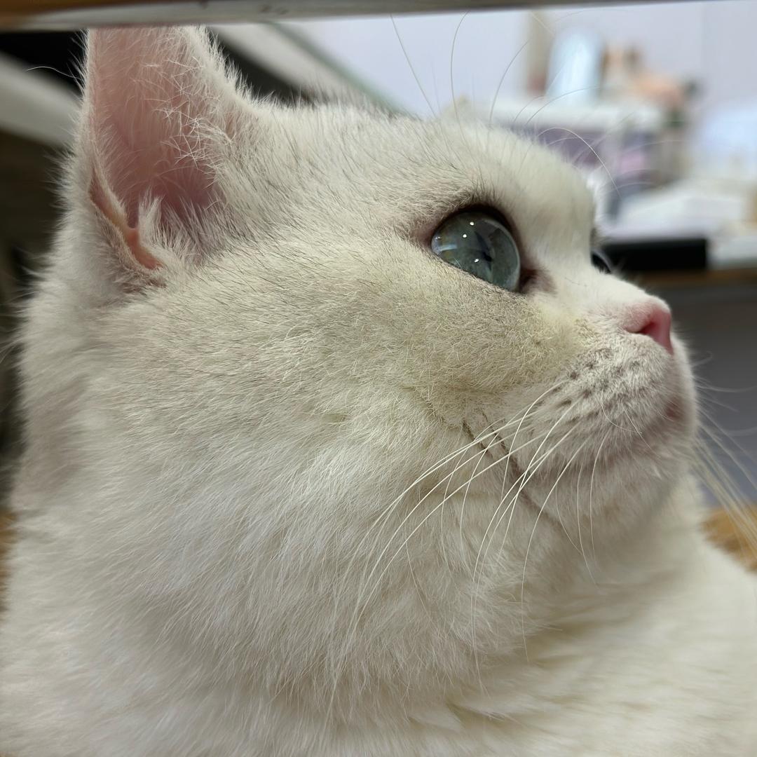 一条小猫🐈