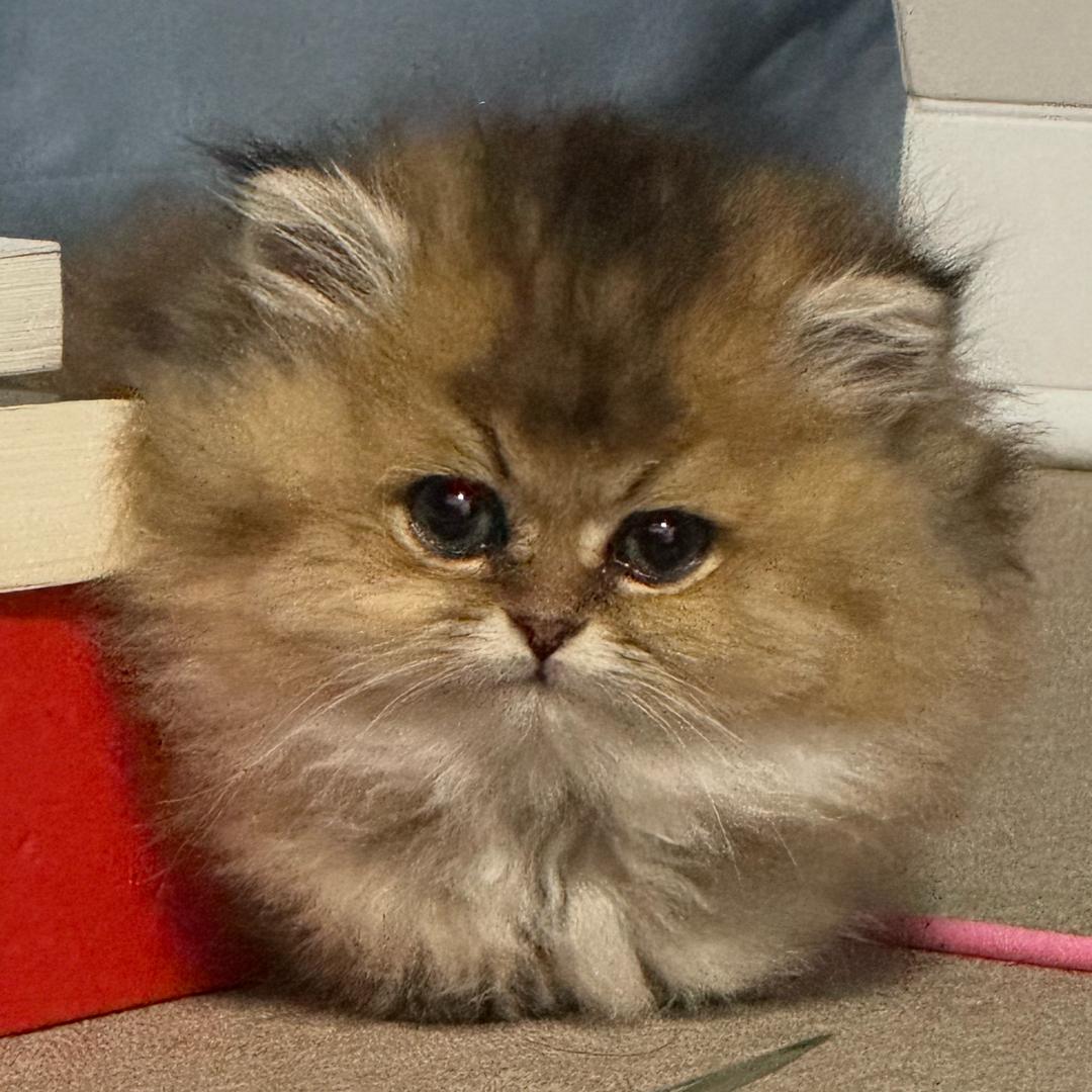 蛋蛋🐱成长日记📔