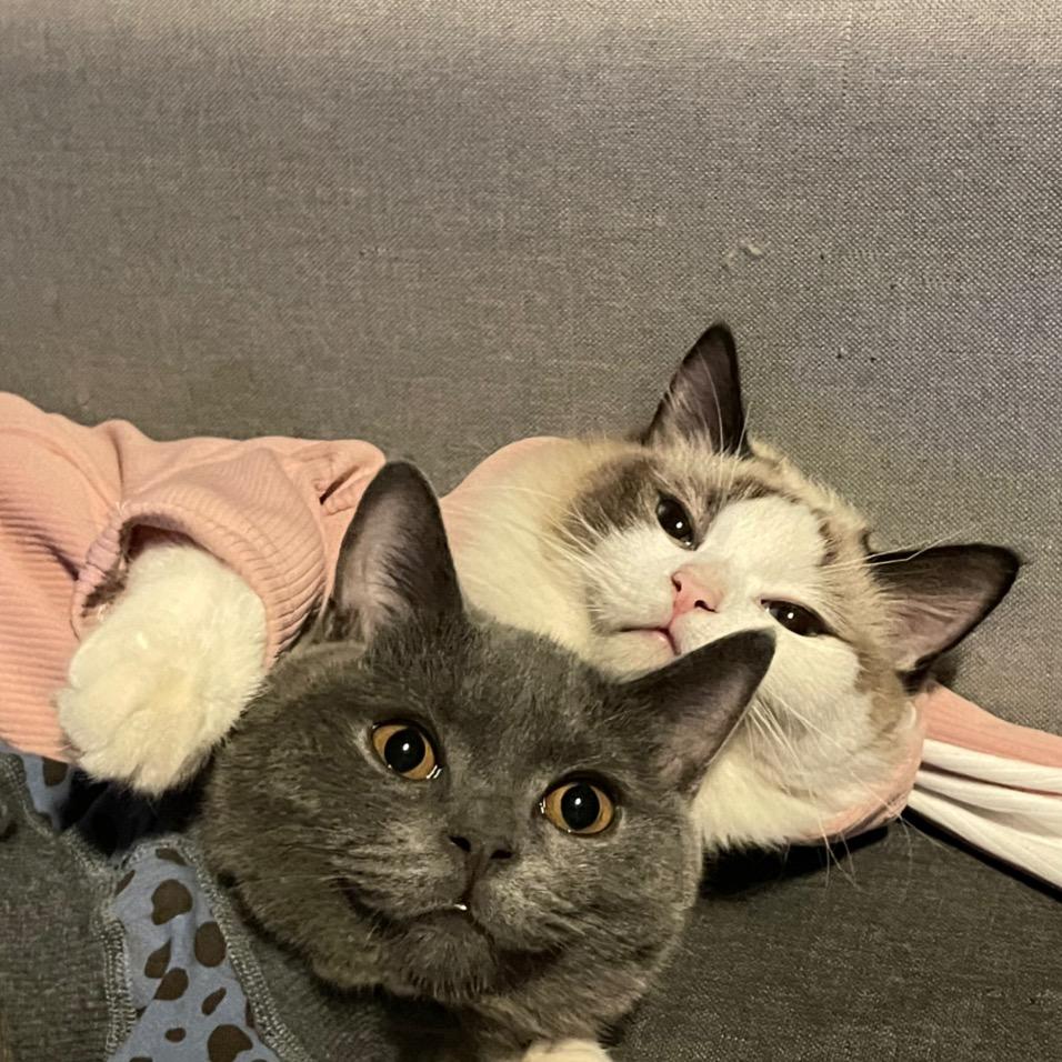 猫的角落