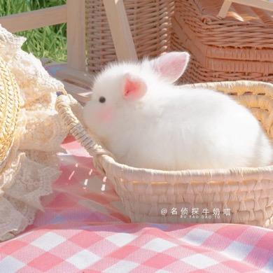 顾念念