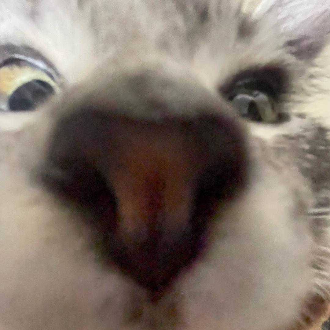 球了个咪🐱