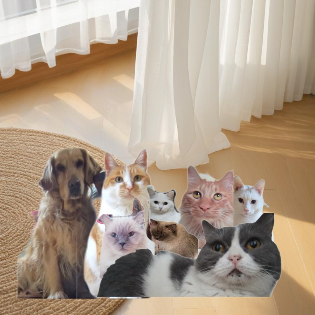 Anna嘉娜的猫狗探店