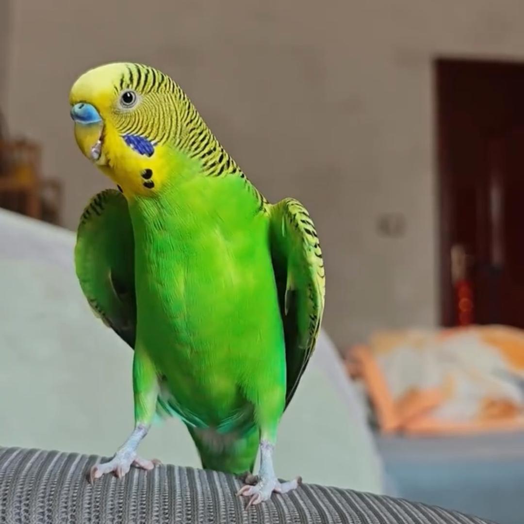 田田家的小飞唧