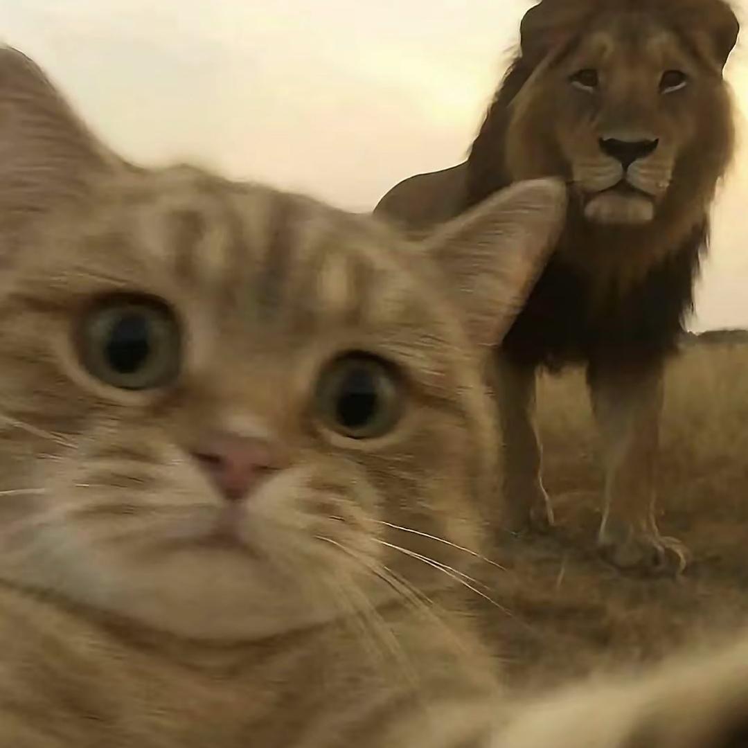 心碎小饭包（改名版）