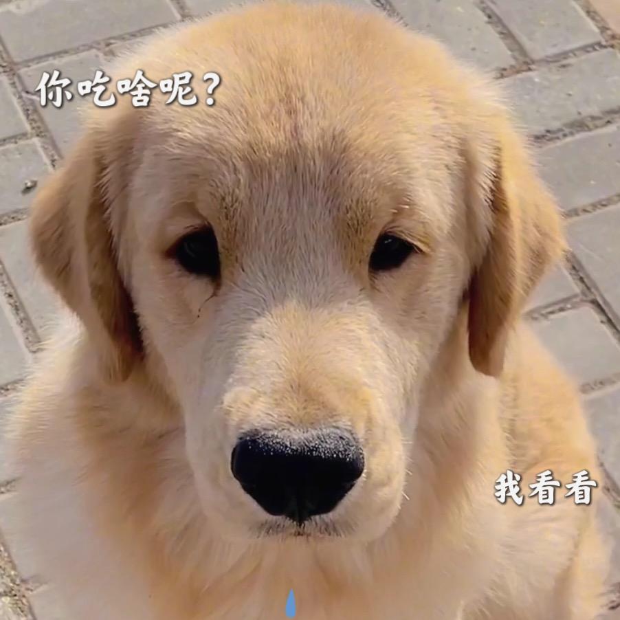 芒果爹地【金毛】