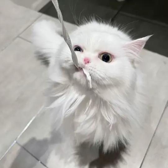 ^ _ ^