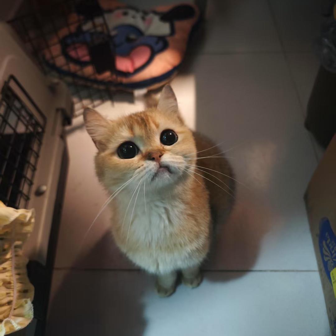 不普通脸