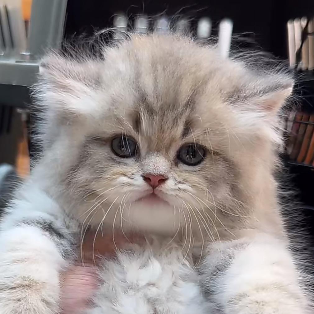 ゛.熊 猫.ღ