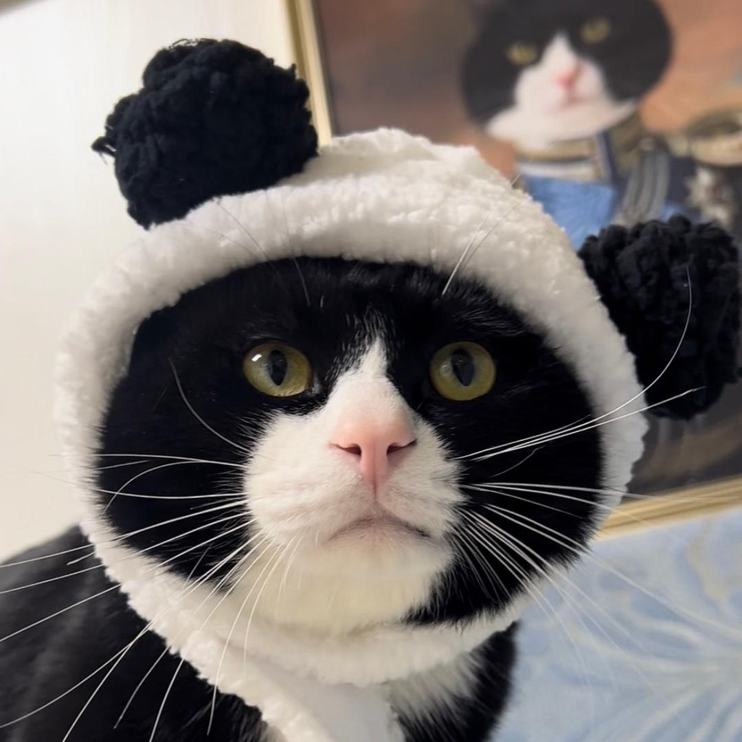 乐乐超皮😼（回归版）
