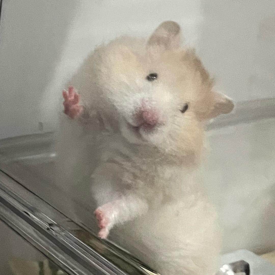 黄色之家铲屎官