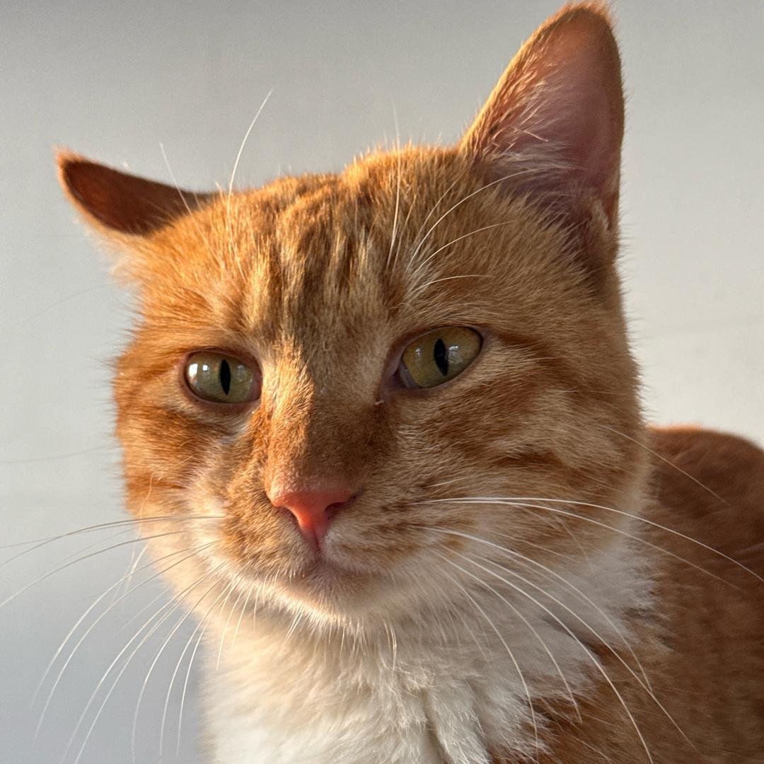 鹿尾鱼酿旧时酒