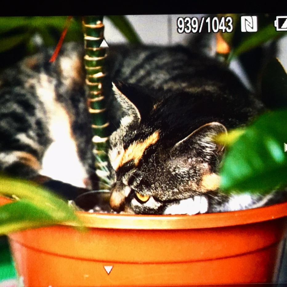 看天空丶白云飘