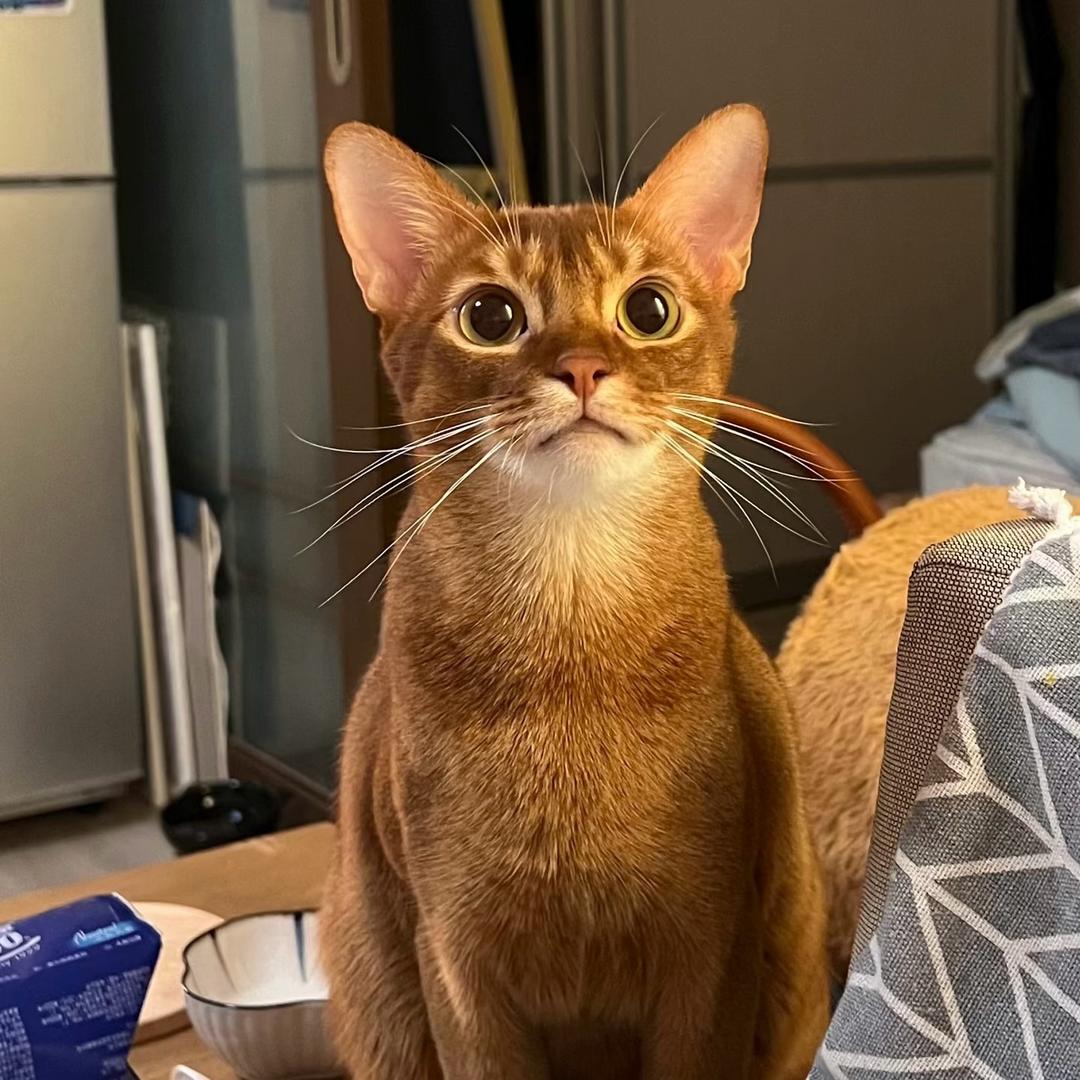 猫咪特派员