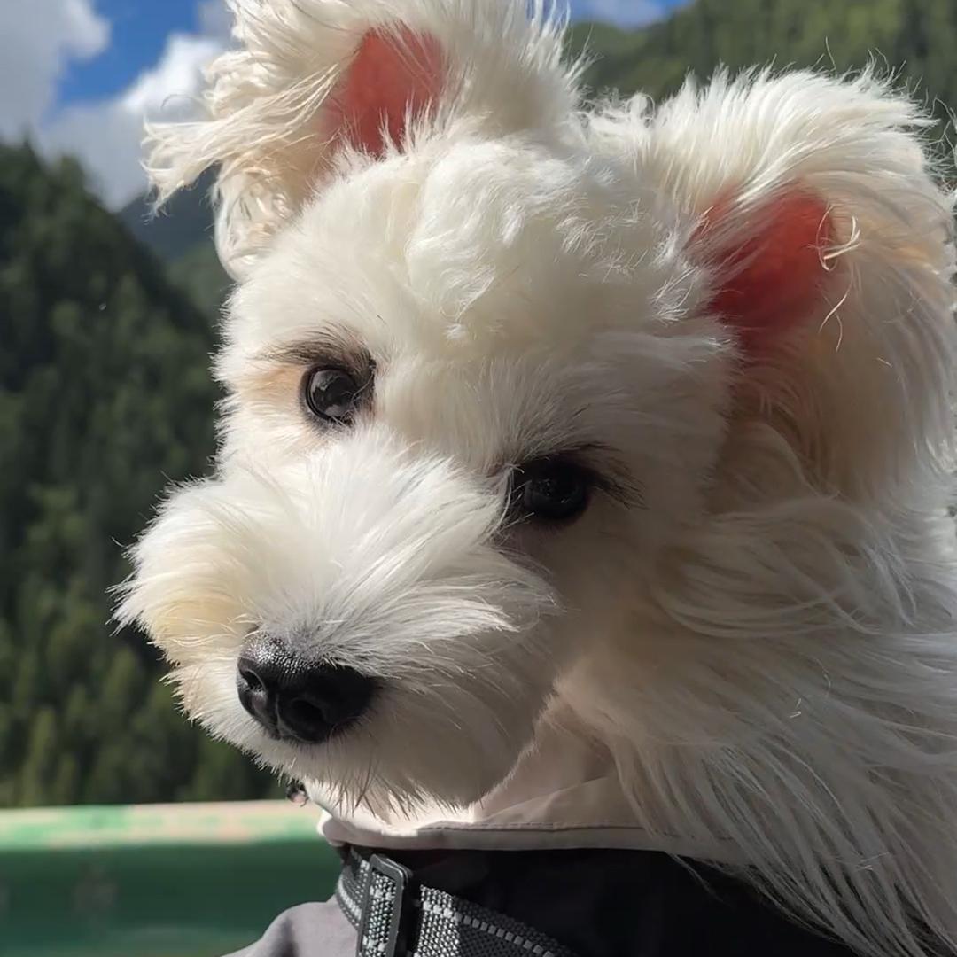 萌宠家宝🐶