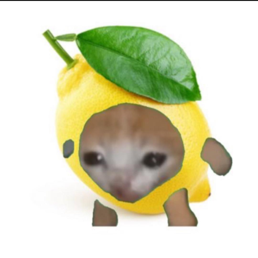 猫meme小剧场江笑笑