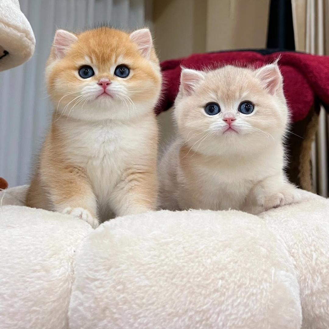 泰兴市羊了个喵汪宠物