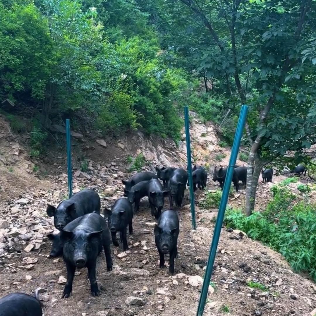 马栏山生鲜