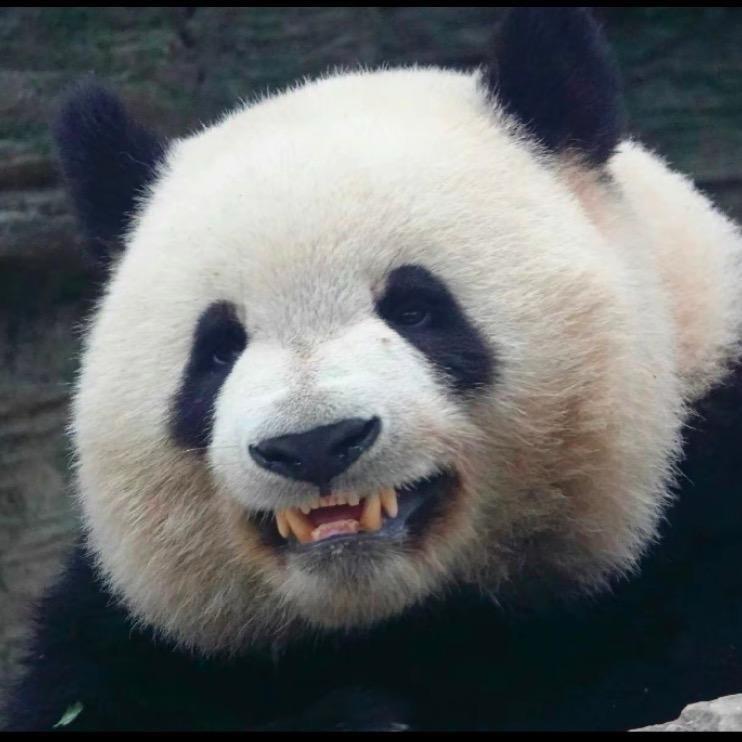 焦小熊（爱，萌兰哟！）