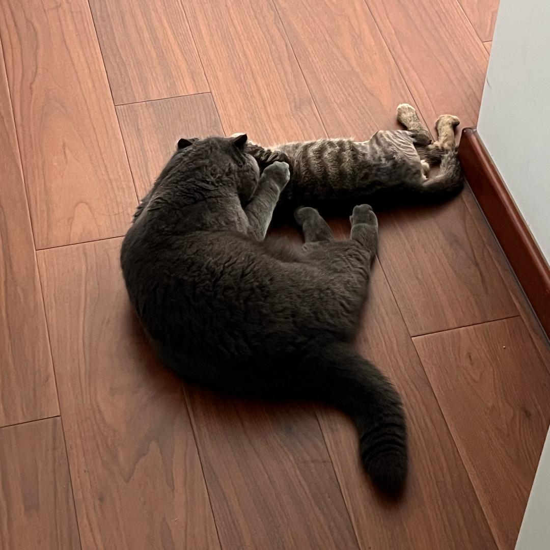 大黑是只猫哥