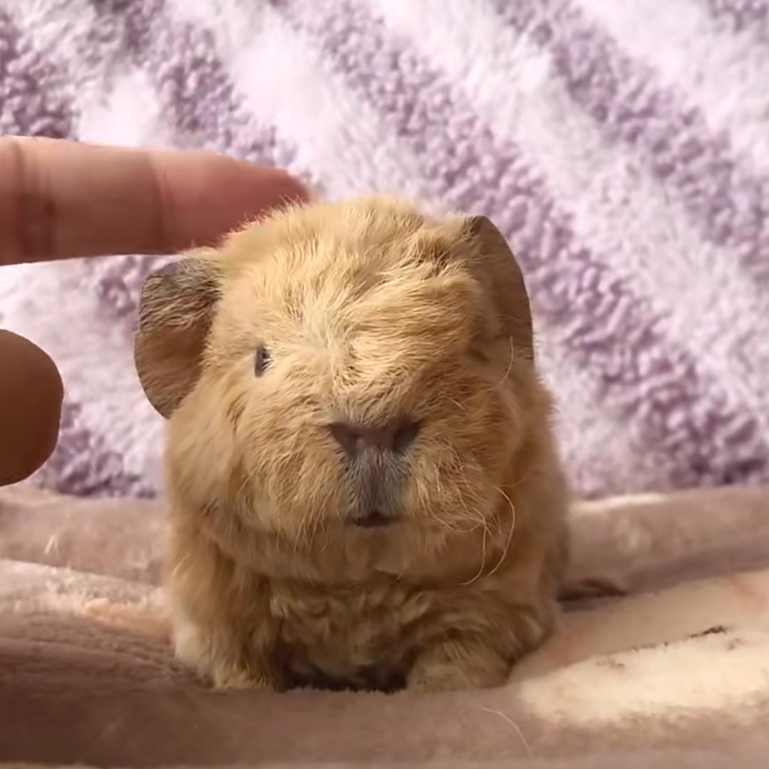 小新爱看蜡笔小新