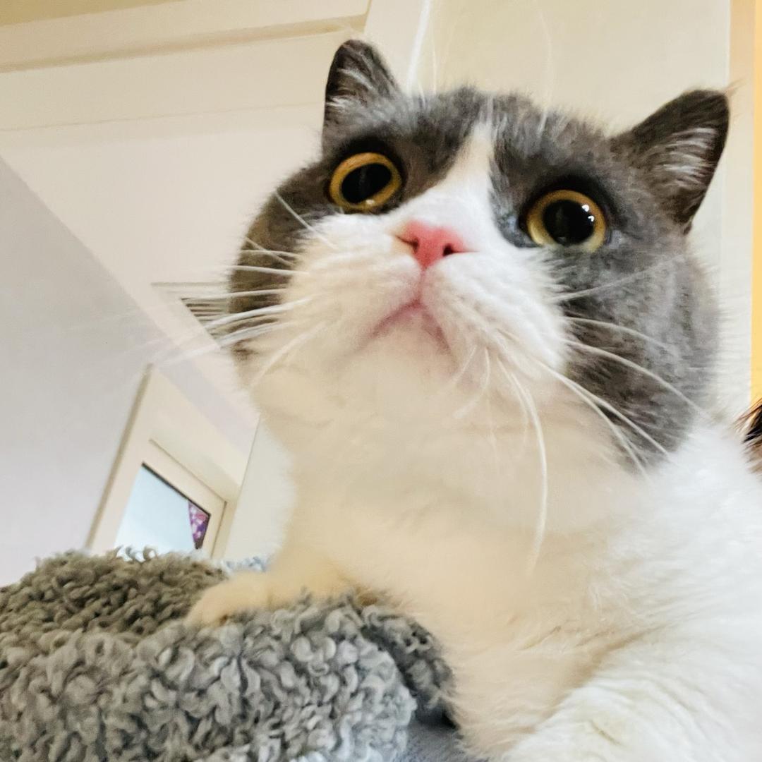 达达没有腿ᓚᘏᗢ🐾
