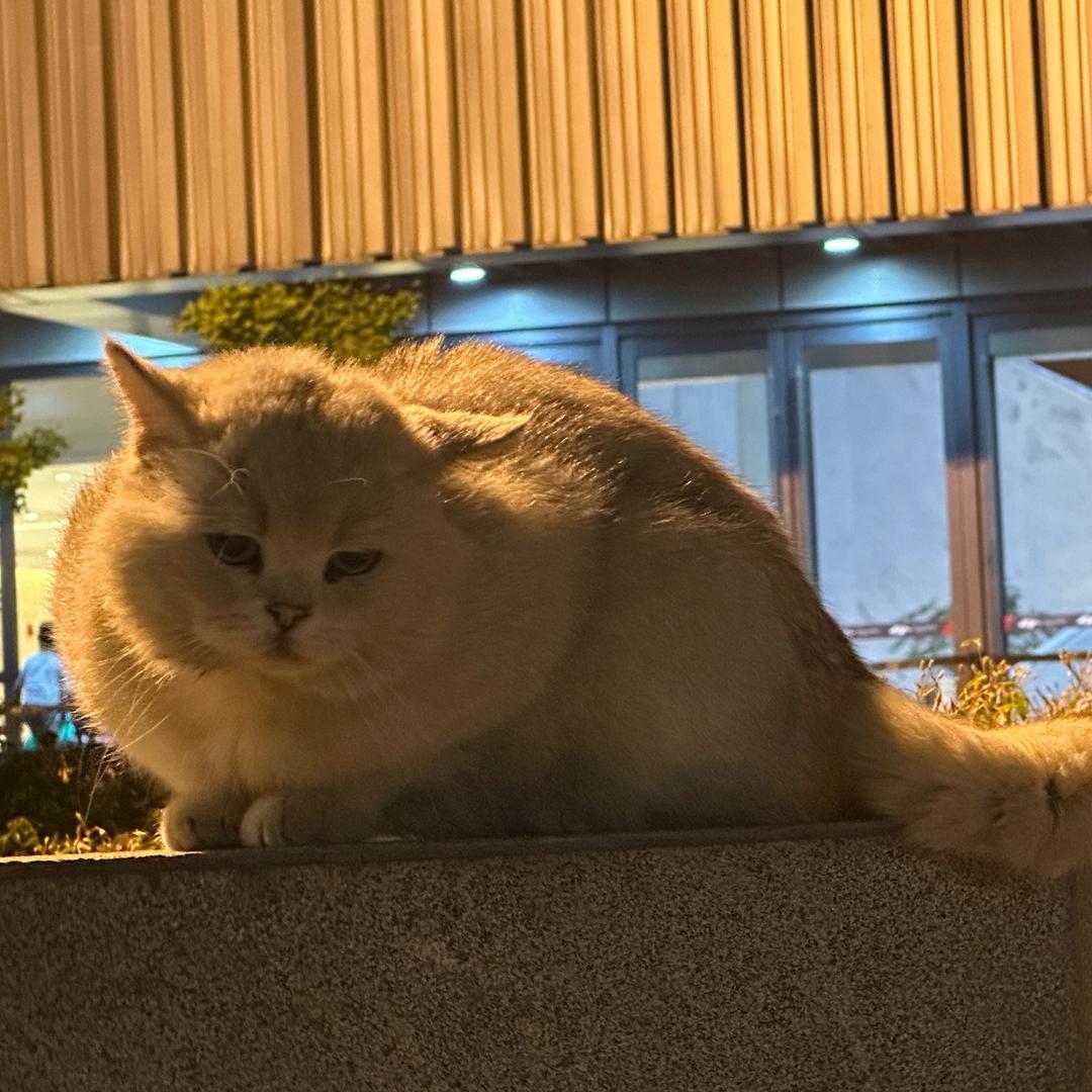 噗