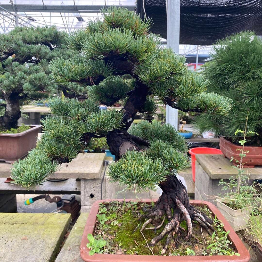 金仿盆景经营部